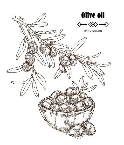 Оливковая ветвь ручной работы в стиле эскиза. Иллюстрация на белом фоне. Элементы дизайна оливкового масла — стоковый вектор