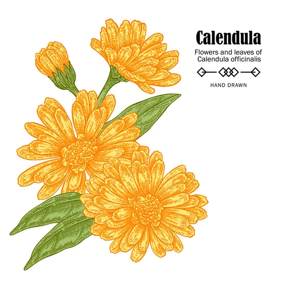 Vector illustration calendula flowers on white background. Medicinal herbs in sketch style — Stock Vector