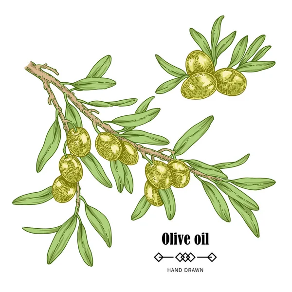 Rama de olivo dibujada a mano en estilo boceto. Iilustración vectorial aislada sobre fondo blanco. Elementos de diseño del aceite de oliva — Vector de stock
