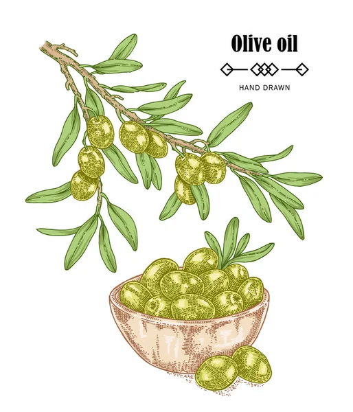 Ręcznie rysowane oliwną w styl szkic. Wektor ilustracja na białym tle. Elementy projektu oliwy z oliwek — Wektor stockowy