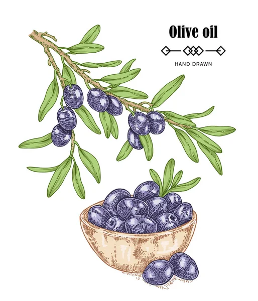 Hand drawn black olive branch in sketch style. Vector illustration isolated on white background. Olive oil design elements — Stock Vector
