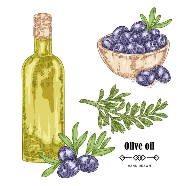 Черная оливковая ветвь ручной работы и оливковое масло в стеклянной бутылке. Векторная иллюстрация в винтажном стиле — стоковый вектор