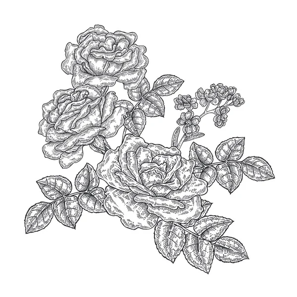 Rosa flores e folhas em estilo vintage. Ilustração vetorial botânica desenhada à mão. Elementos de design floral —  Vetores de Stock