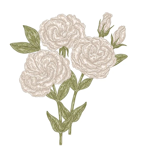 Mão desenhado Eustoma flores do jardim e folhas. Ilustração do vetor botânico — Vetor de Stock