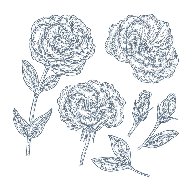 Fiori e foglie da giardino Eustoma disegnati a mano. Vettore botanico — Vettoriale Stock
