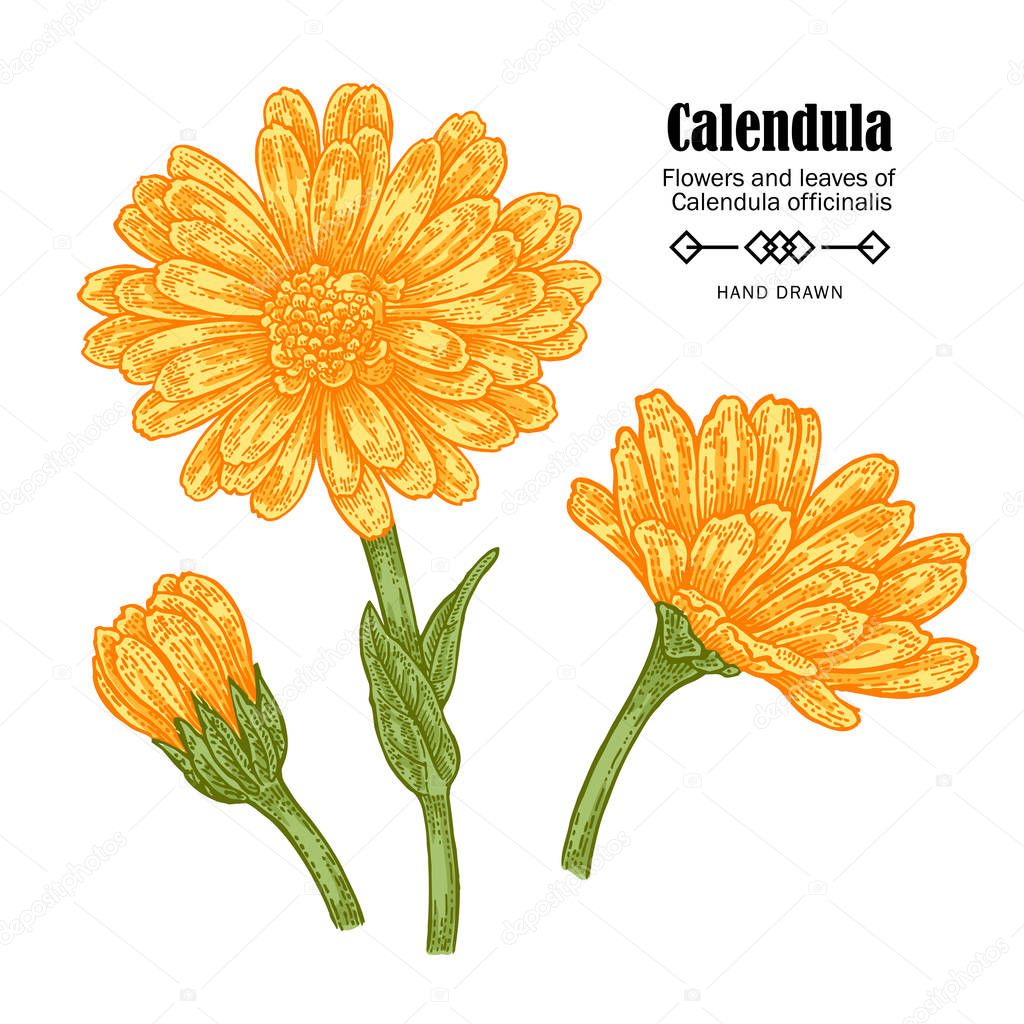 Vector illustration calendula flowers on white background. Medicinal herbs in sketch style