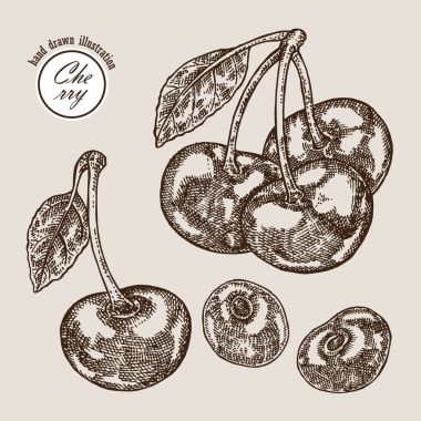 Elle çizilmiş Olgun Kiraz. Vektör çizim stili kazınmış