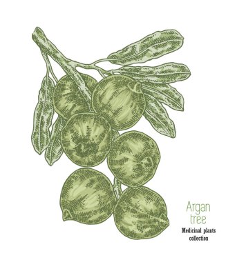 Elle çizilmiş argan şube meyve ile. Vektör çizim vintage