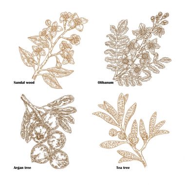 Çizilmiş kroki parfümeri ve kozmetik bitkiler ver. Vektör çizim sandal ağacı, çay ağacı, olibanum ve argan şube beyaz arka plan üzerinde izole.