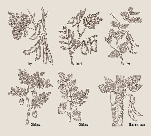 Ručně tažené skica sójové, cizrna, fazole, čočková rostlin. Vektorové ilustrace. — Stockový vektor