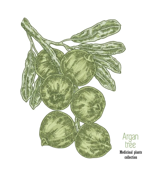 Ramo di argan disegnato a mano con frutti. Annata illustrazione vettoriale — Vettoriale Stock