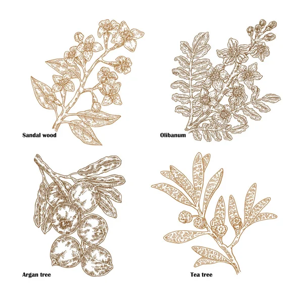 Handgezeichnete Skizze von Parfümerie- und Kosmetikbetrieben. Vektorillustration Sandelholz, Teebaum, Olibanum und Arganzweig isoliert auf weißem Hintergrund — Stockvektor