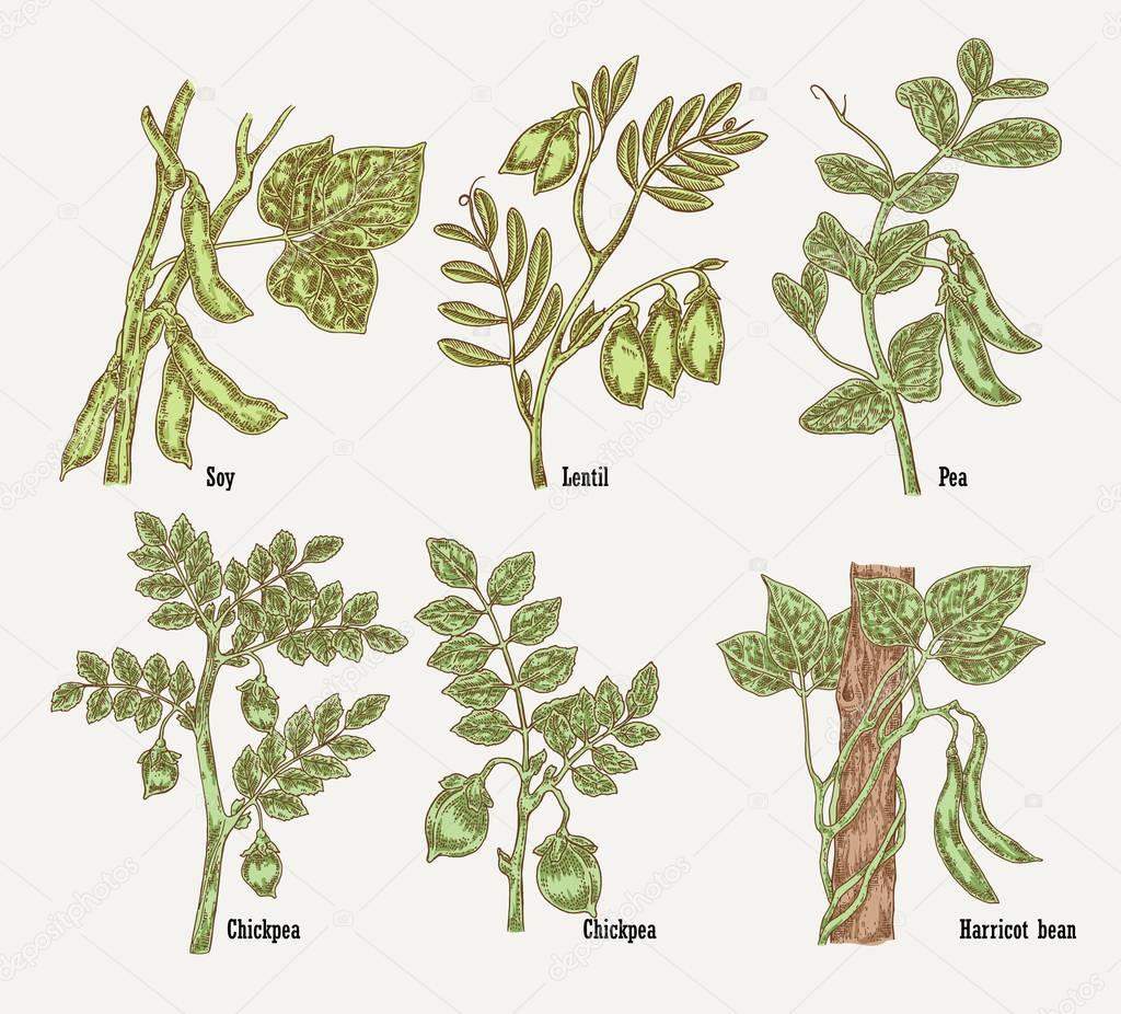 Hand drawn colored sketch soy, chickpea, bean, lentil plant. Vector illustration.