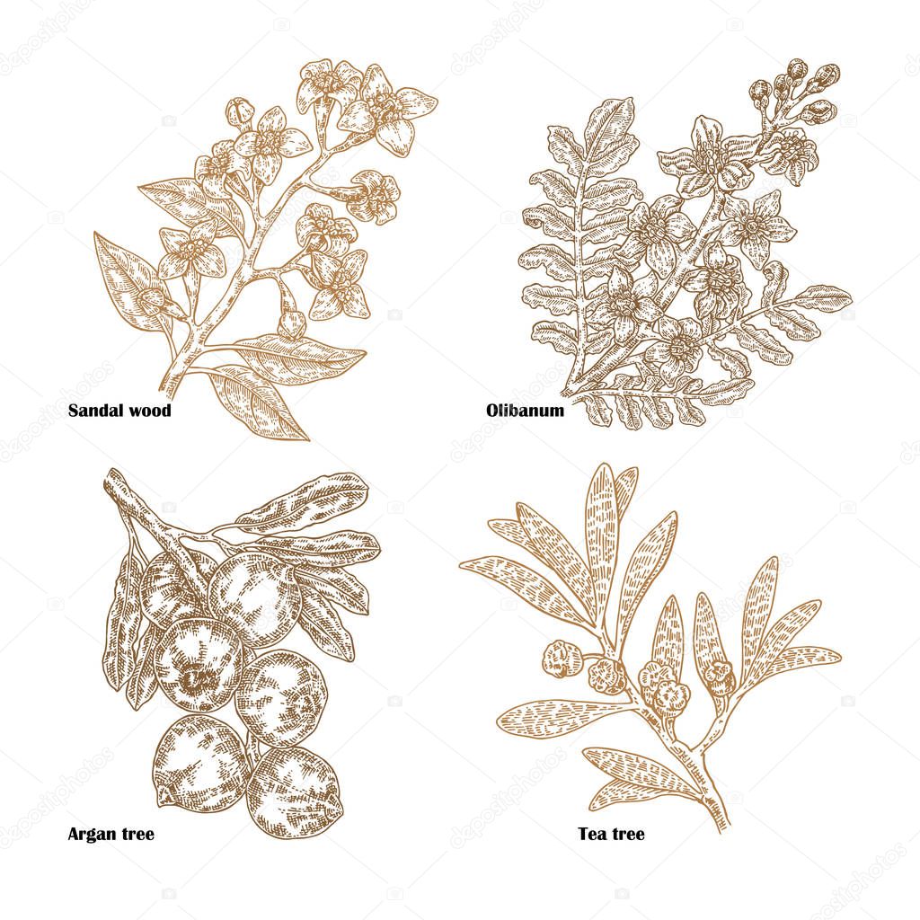 Hand drawn sketch perfumery and cosmetics plants. Vector illustration sandalwood, tea tree, olibanum and argan branch isolated on white background