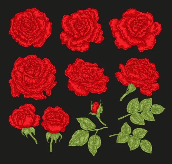 Gran conjunto con flores de rosa roja y hojas de estilo vintage. Ilustración de vector botánico dibujado a mano. Elementos de diseño floral — Archivo Imágenes Vectoriales
