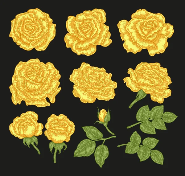 Gran conjunto con flores de color amarillo rosa y hojas de estilo vintage. Ilustración de vector botánico dibujado a mano. Elementos de diseño floral — Archivo Imágenes Vectoriales