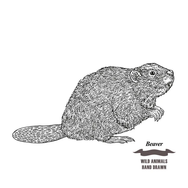 Bos dieren beaver. Hand getrokken schets van de zwarte inkt op een witte achtergrond. Vector illustratie gravure stijl. — Stockvector