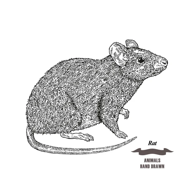 Tangan ditarik tikus atau hewan tikus. Sketsa tinta hitam pada latar belakang putih. Gaya gravir ilustrasi vektor . - Stok Vektor