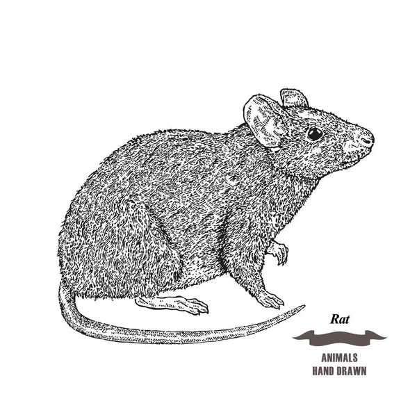 Ratón dibujado a mano o animal rata. Esbozo de tinta negra sobre fondo blanco. Estilo de grabado de ilustración vectorial . — Archivo Imágenes Vectoriales