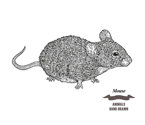 Ratón dibujado a mano o animal rata. Esbozo de tinta negra sobre fondo blanco. Estilo de grabado de ilustración vectorial . — Vector de stock