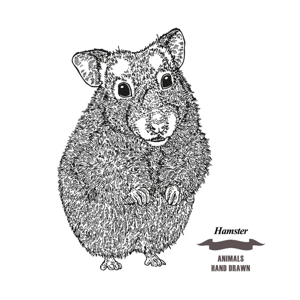 Hand dras hamster. Svart bläck skiss djur på vit bakgrund. Vektor illustration gravyr stil. — Stock vektor