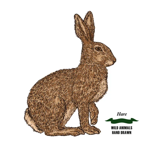 Forest animal hare or rabbit. Hand drawn colored sketch on white background. Vector illustration vintage. — Stock Vector