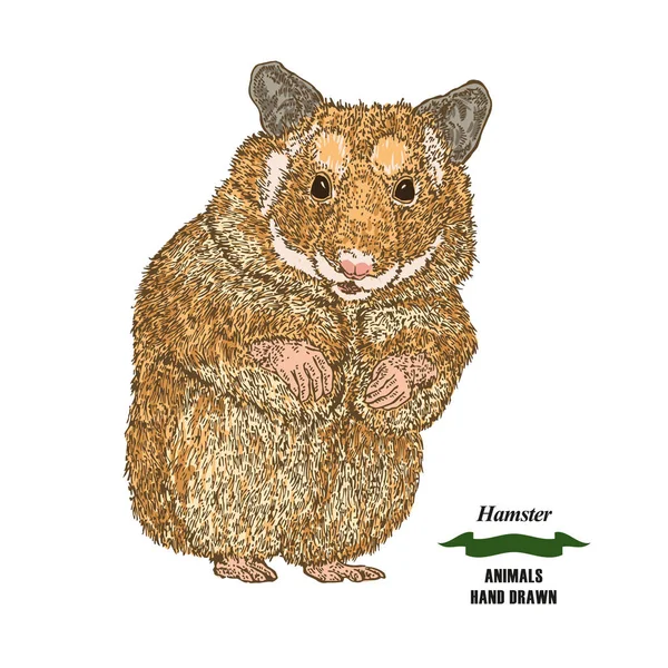 Hand getekende hamster. Gekleurde sketch dier op witte achtergrond. Vector illustratie vintage — Stockvector