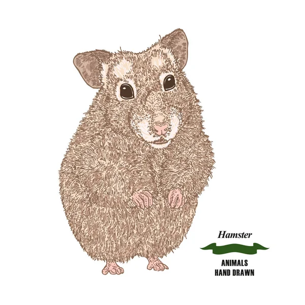 Hand getekende hamster. Gekleurde sketch dier op witte achtergrond. Vector illustratie vintage — Stockvector