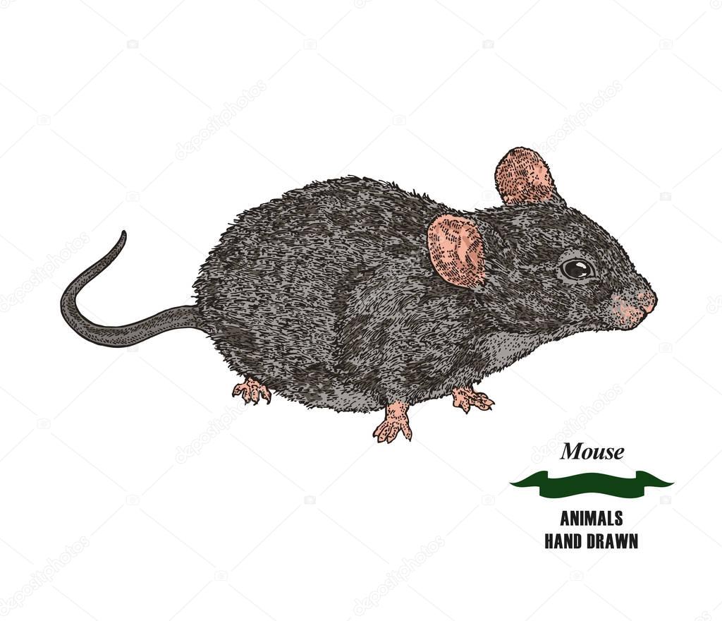 Hand drawn mouse or rat animal. Colored sketch on white background. Vector illustration vintage.