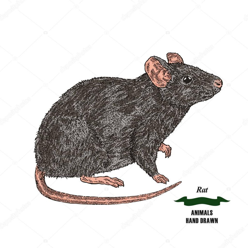 Hand drawn mouse or rat animal. Colored sketch on white background. Vector illustration vintage.