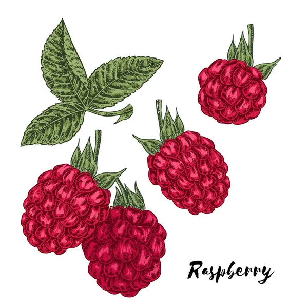 Hand drawn color sketch berries. Ripe raspberry branch isolated on white. Vector illustration vintage — Stock Vector