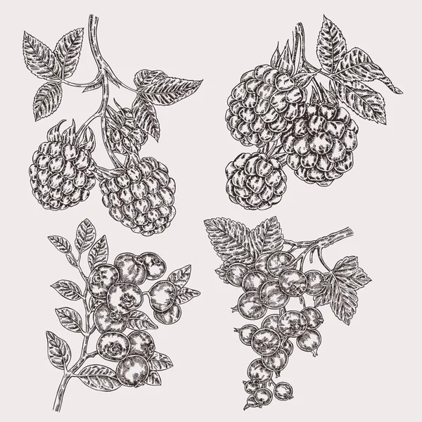 手描きスケッチの果実。ブラックベリー、ラズベリー、カシスとブルーベリーの枝を設定します。ベクトル イラスト ヴィンテージ — ストックベクタ