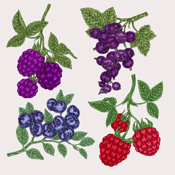 手绘草图浆果。设置与黑莓，树莓，醋栗和蓝莓的分支。矢量插图复古 — 图库矢量图片