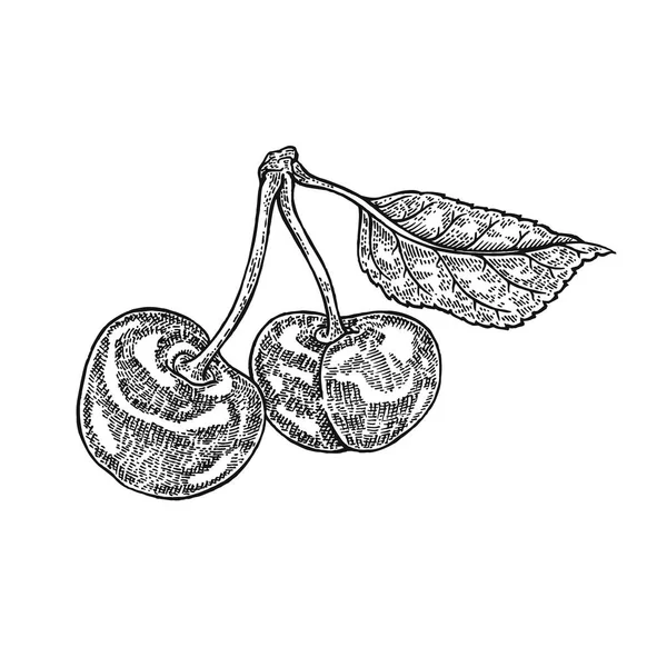 Ilustração vetor de ramo de cereja desenhado à mão. Esboço de frutas isolado no fundo branco —  Vetores de Stock