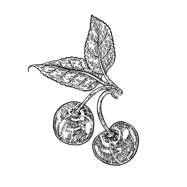 Illustration vectorielle de branche de cerisier dessinée à la main. Croquis de fruits isolé sur fond blanc — Image vectorielle