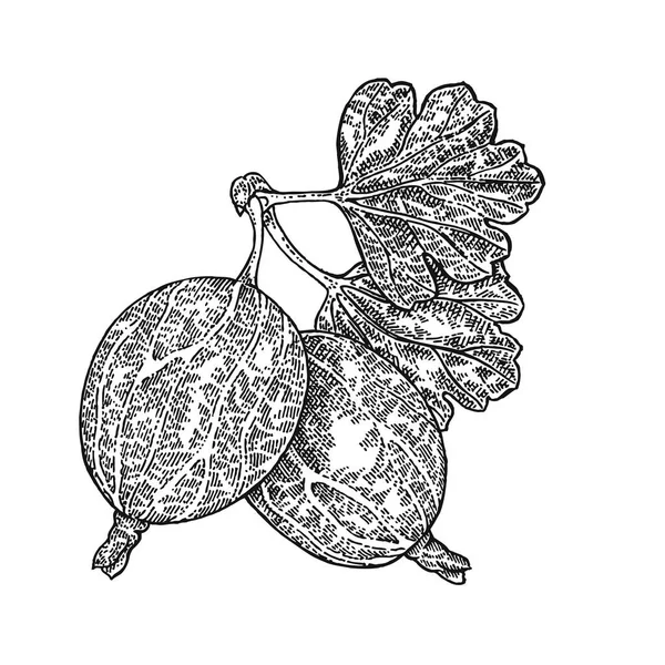 Illustration vectorielle de branche de groseilles à maquereau dessinée à la main. Croquis aux baies isolé sur fond blanc — Image vectorielle