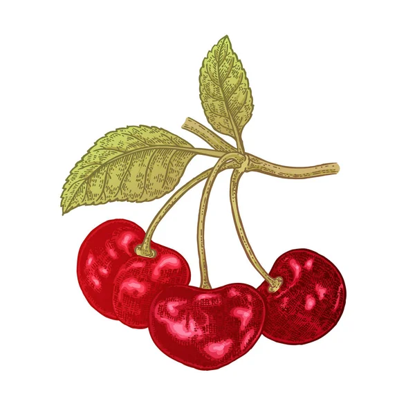Ręcznie rysowane wiśnia gałąź ilustracja wektorowa. Owoce na białym tle kolorowe szkicu — Wektor stockowy