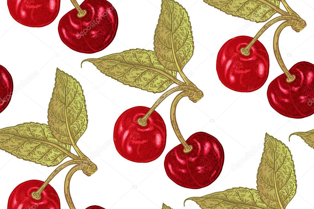 Seamless botanical pattern with cherry branches isolated on white background. Vector illustration vintage