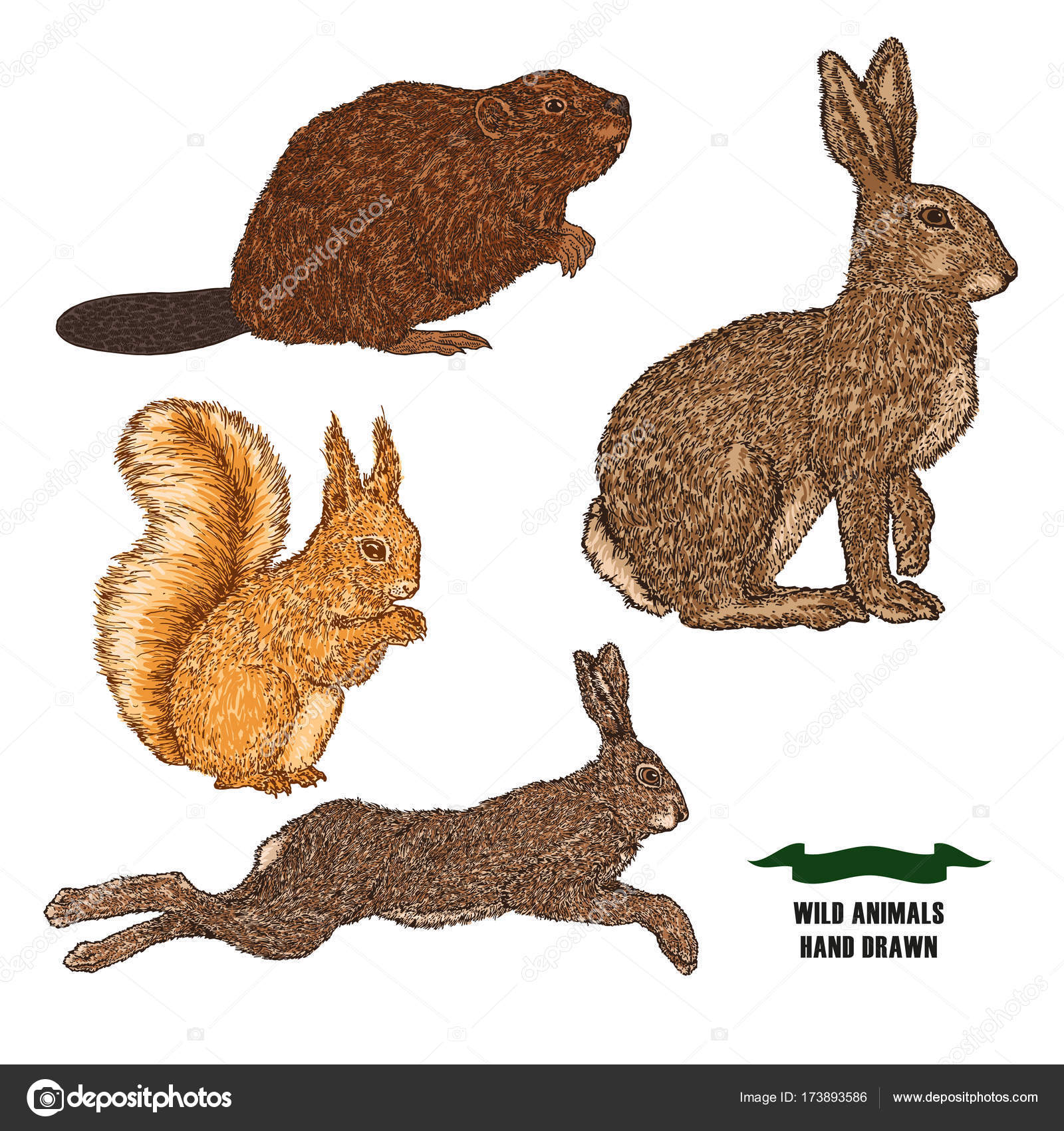 Foresta degli animali lepre coniglio castoro e scoiattolo Abbozzo colorato disegnato a mano