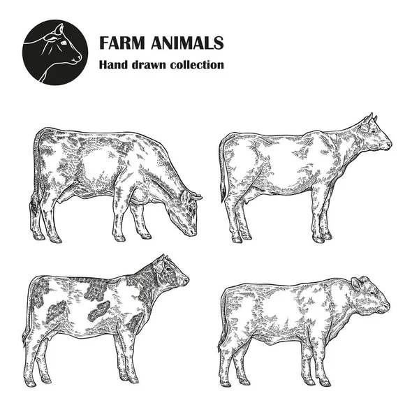 Conjunto de vacas leiteiras desenhadas à mão isoladas sobre fundo branco. Fazenda animal vintage. Ilustração vetorial gravada — Vetor de Stock