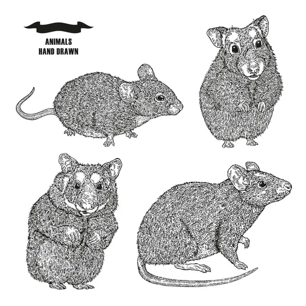 Rato desenhado à mão, rato e hamsters. Tinta preta esboço animal no fundo branco. Estilo de gravura ilustração vetorial . — Vetor de Stock