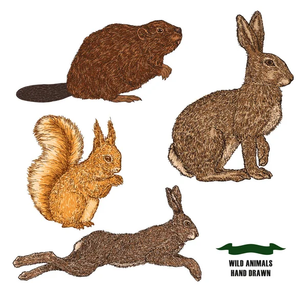 Forest animal hare, rabbit, beaver and squirrel. Hand drawn colored sketch on white background. Vector illustration vintage. — Stock Vector