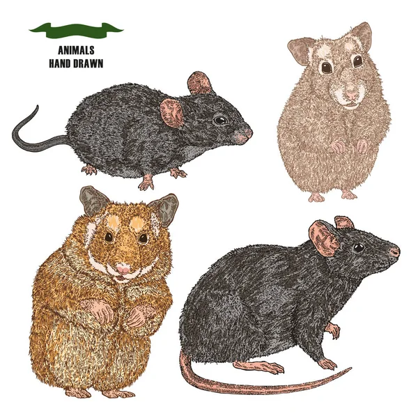 Rat, souris et hamsters dessinés à la main. Croquis animal coloré sur fond blanc. Illustration vectorielle vintage — Image vectorielle