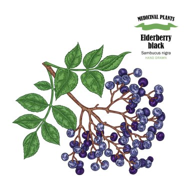 Mürver siyah ortak adları sambucus. Elle çizilmiş büyük şube 