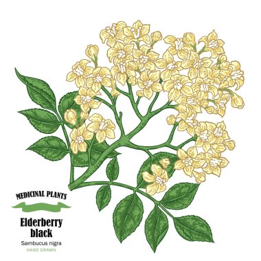 Mürver siyah, sambucus. Elle çizilmiş yaşlı şube çiçekli