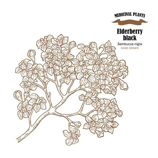 Elderberry black common names sambucus nigra. Hand drawn elder branch with flowers vector illustration isolated on white background. — Stock Vector