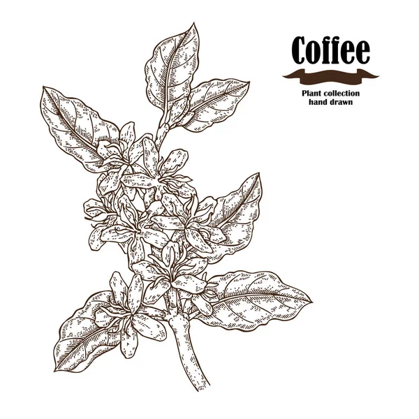 Ramo di caffè disegnato a mano con fiori e foglie isolate su sfondo bianco — Vettoriale Stock