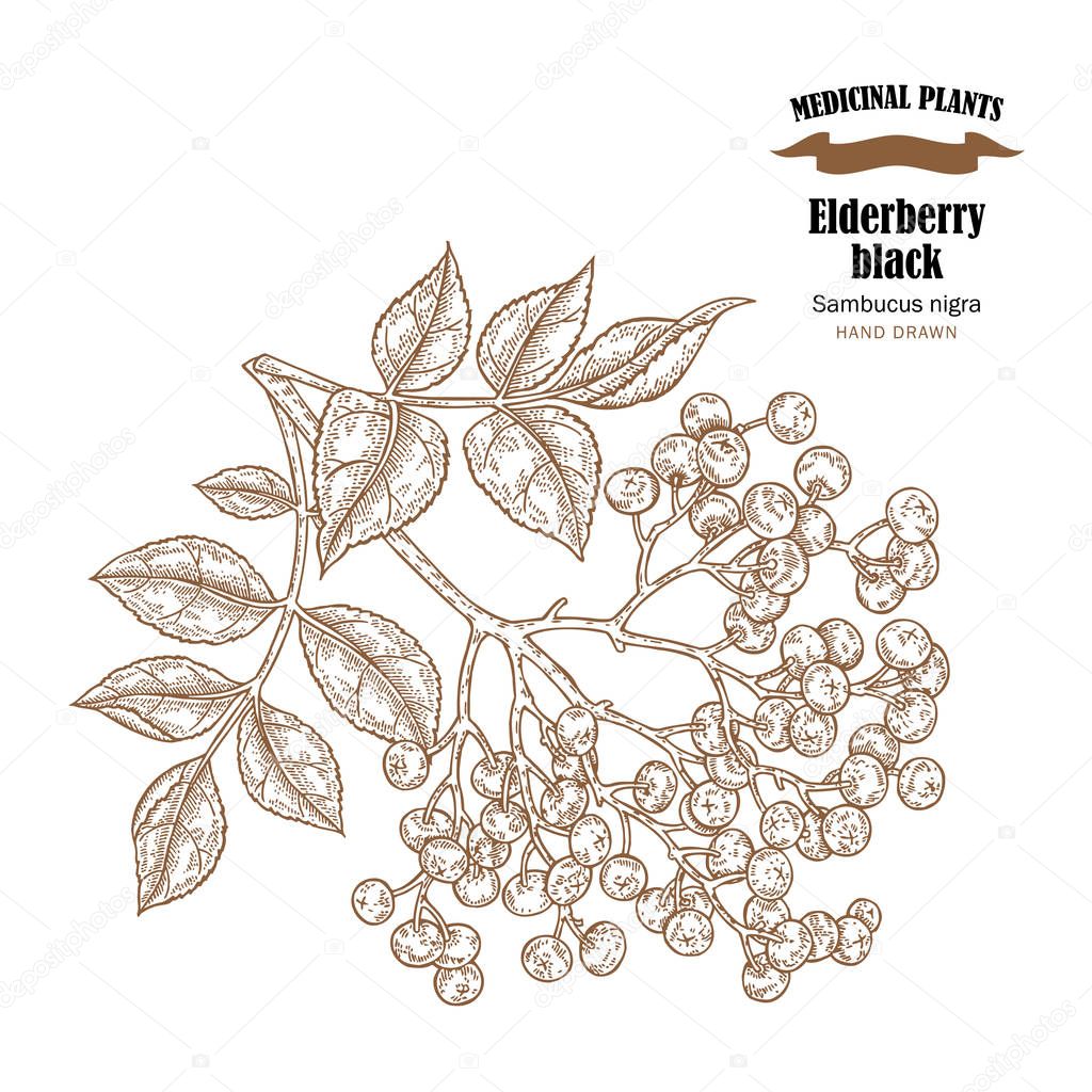 Elderberry black common names sambucus nigra. Hand drawn elder branch vector