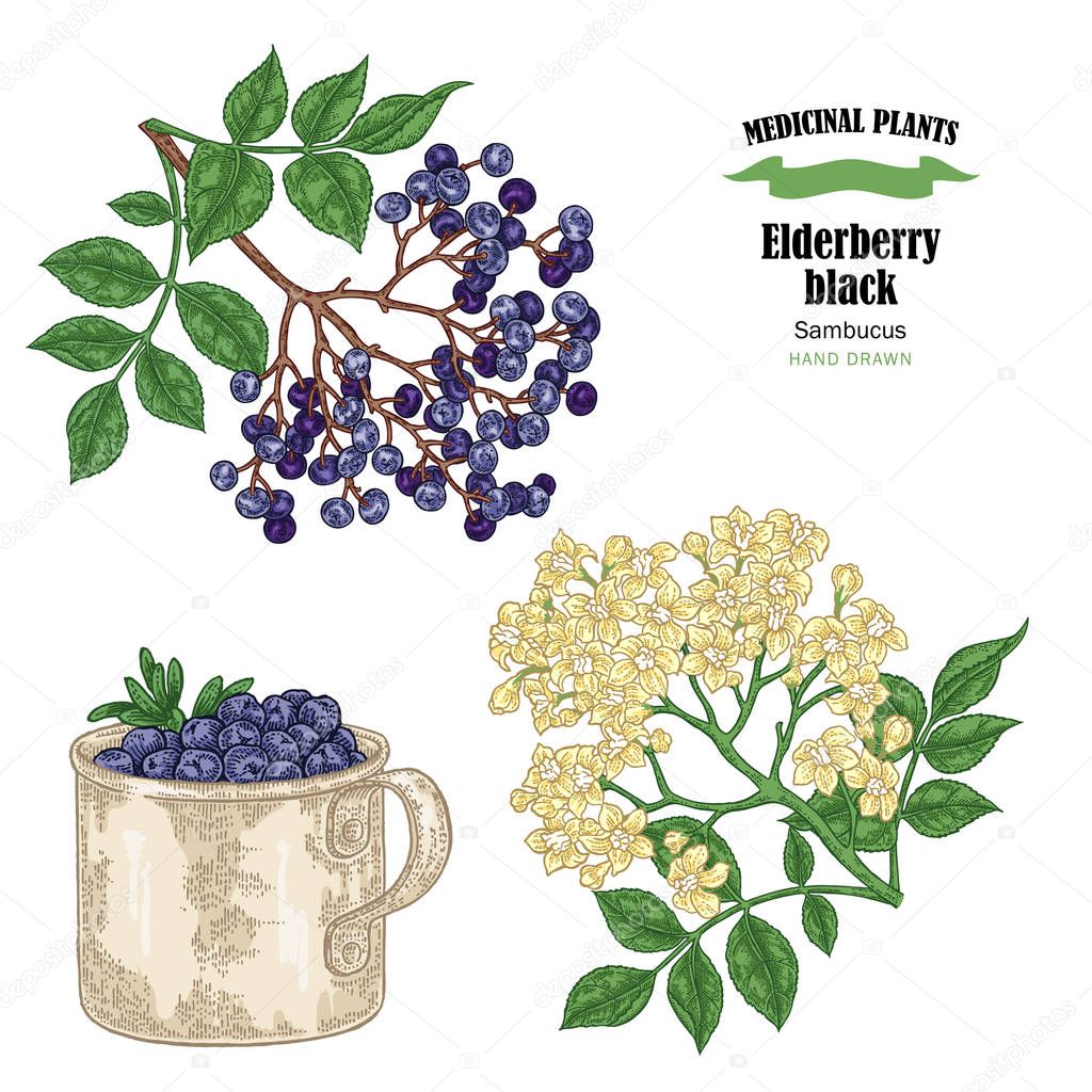 Elderberry black common names sambucus. Hand drawn elder branch with flowers and leaves vector illustration isolated on white background.