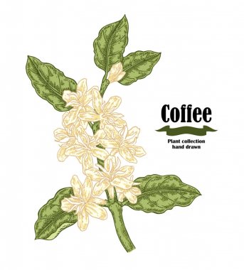 El kahve bitki çiçek ve yaprakları ile çekilmiş. Kroki sryle resimde vektör.